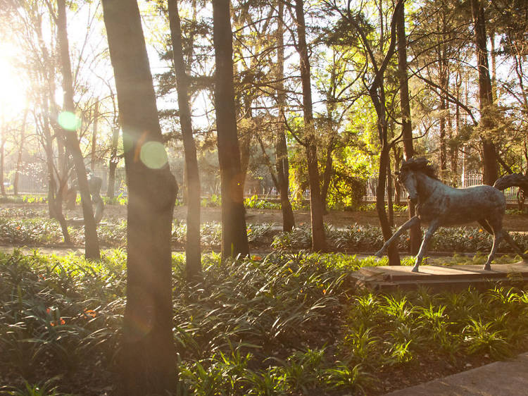 Exercise in Chapultepec Forest