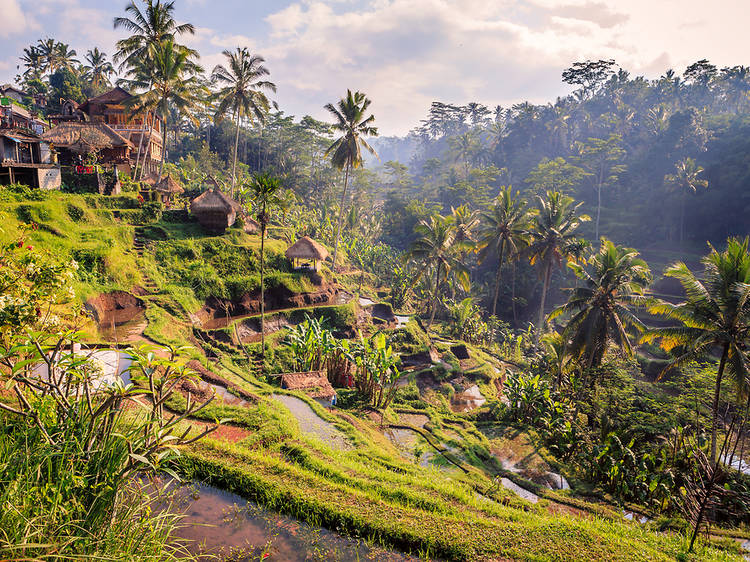 Bali Bali
