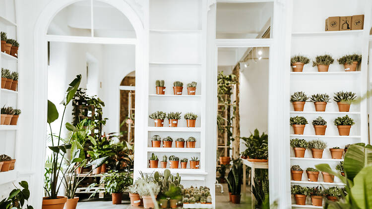 Os melhores sítios para comprar plantas em Lisboa