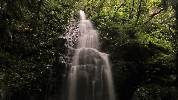 Kadoorie Farm and Botanic Garden waterfall in orchid haven