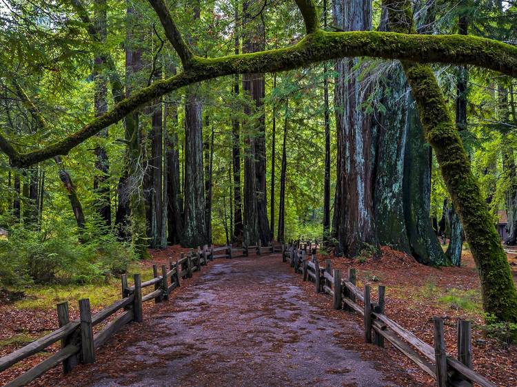 Big Basin Redwoods State Park