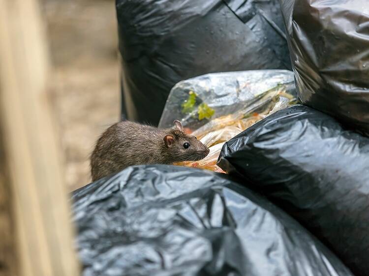 This garbage and rats walking tour explores the gross—and engrossing—history of NYC